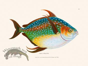 015 Opah, or King Fish